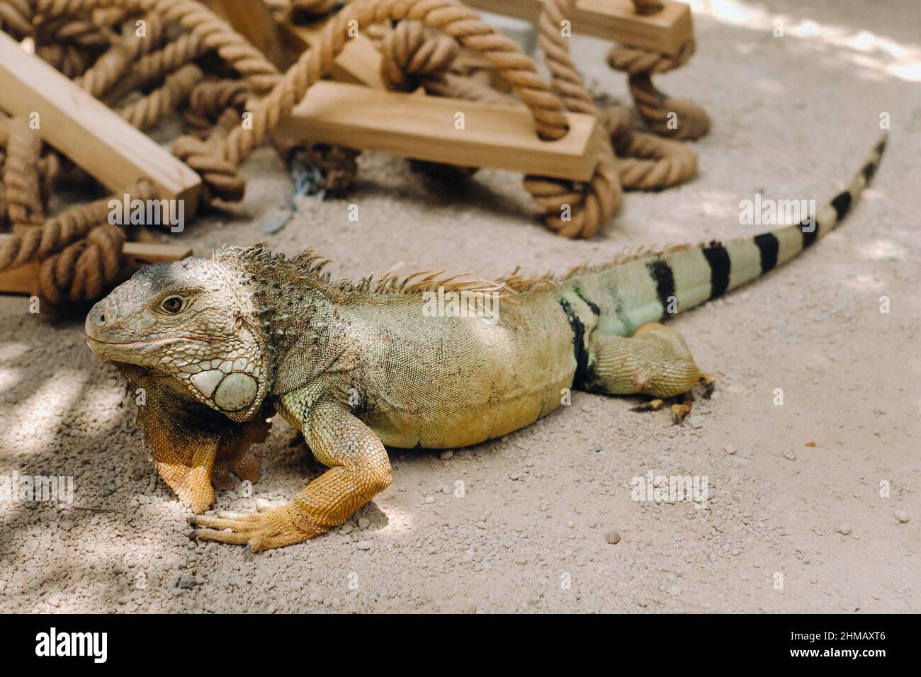 An iguana on a reservation on the island of Mauritius,a Large lizard iguana in a Park on the island of Mauritius. Stock Photo