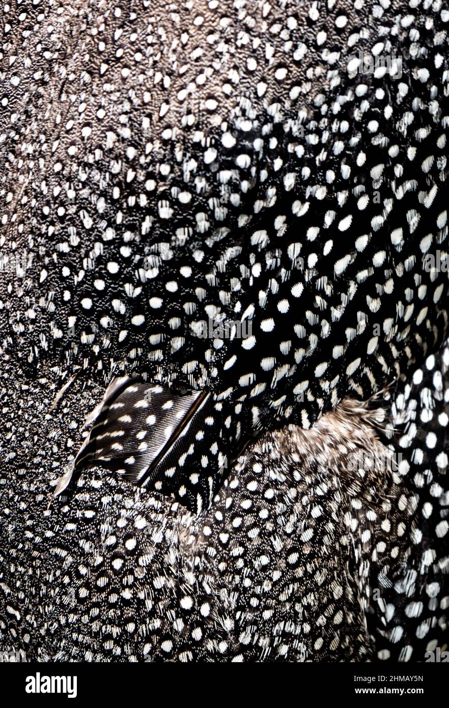 Incredible rounded shapes in black and white angola chicken feathers. Repetitive patterns formed by animal nature. Stock Photo