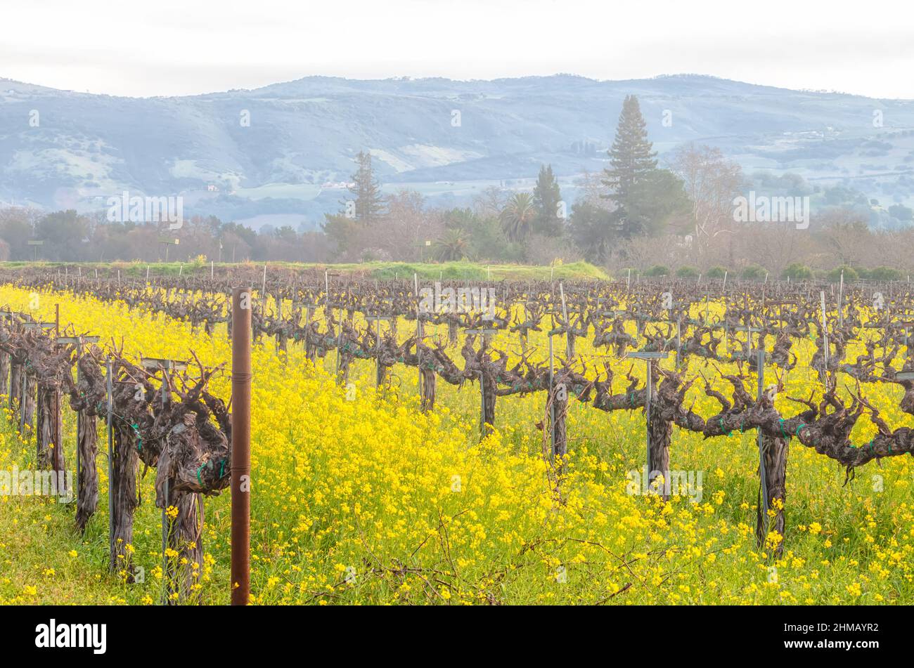 Light fog cover the Napa Valley in late winter with field mustard wildflowers blooming among the grapevines, Napa, California, USA. Stock Photo