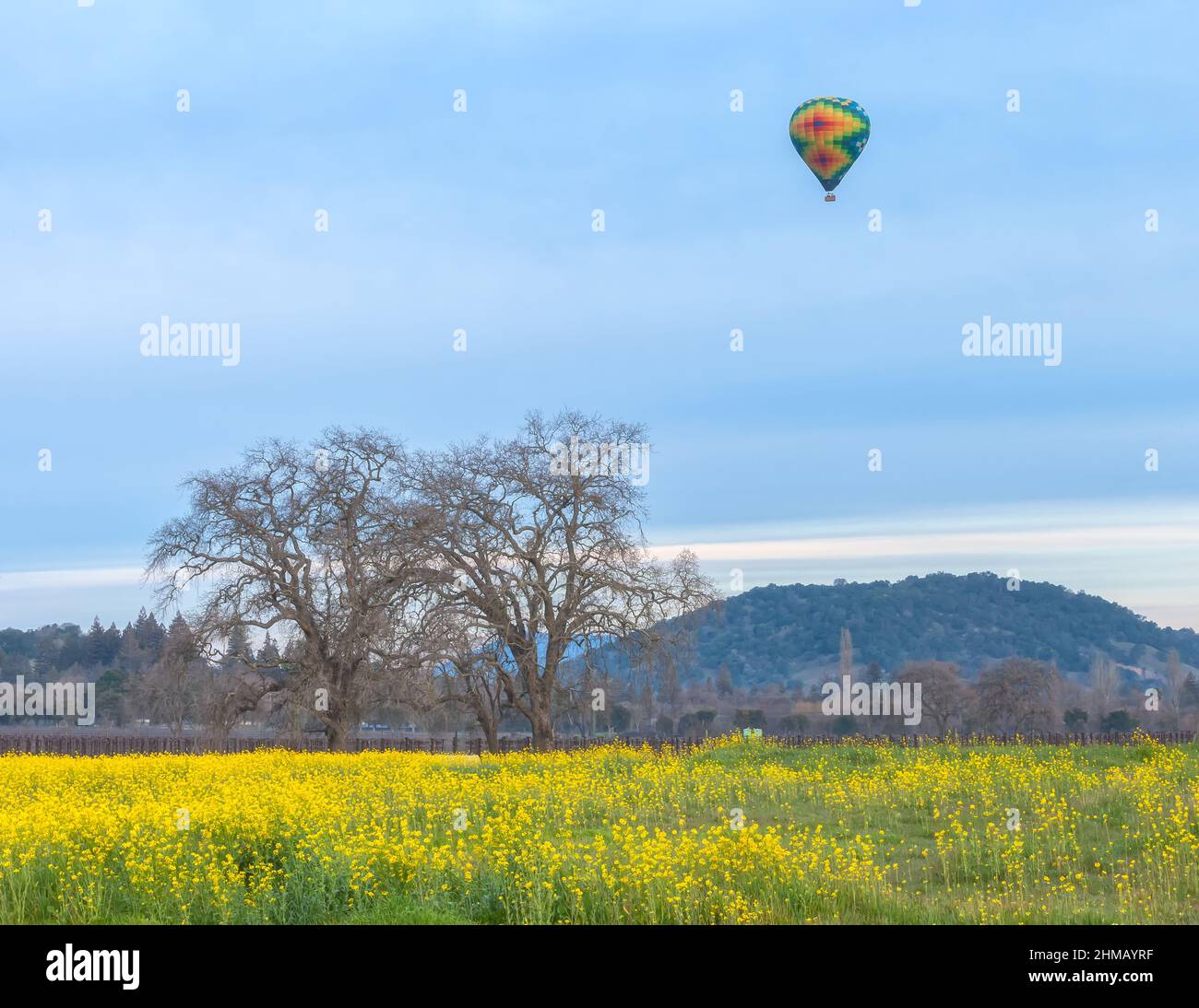A hot air balloon fly over the Napa Valley, with field of blooming field mustard flowers in early morning, California, USA. Stock Photo