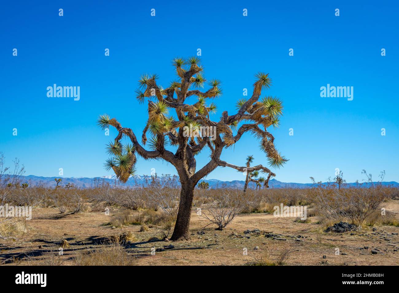 An old large Joshua Tree on the open desert landscape Stock Photo