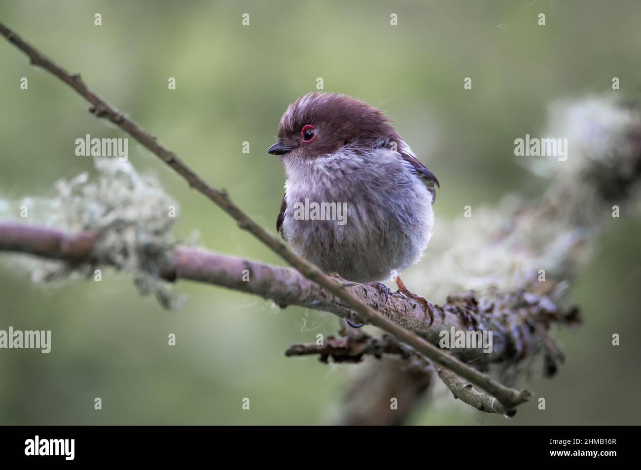 Long-tailed Tit on a mossy branch Stock Photo
