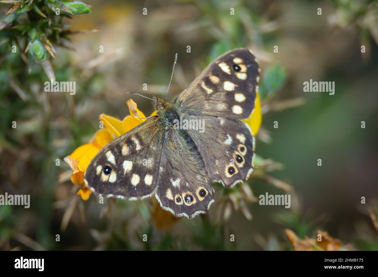 Speckled Wood butterfly on furze flower Stock Photo
