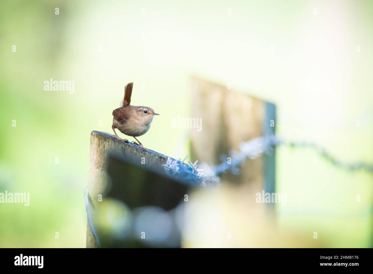 Wren on the post of a barbed-wire fence Stock Photo