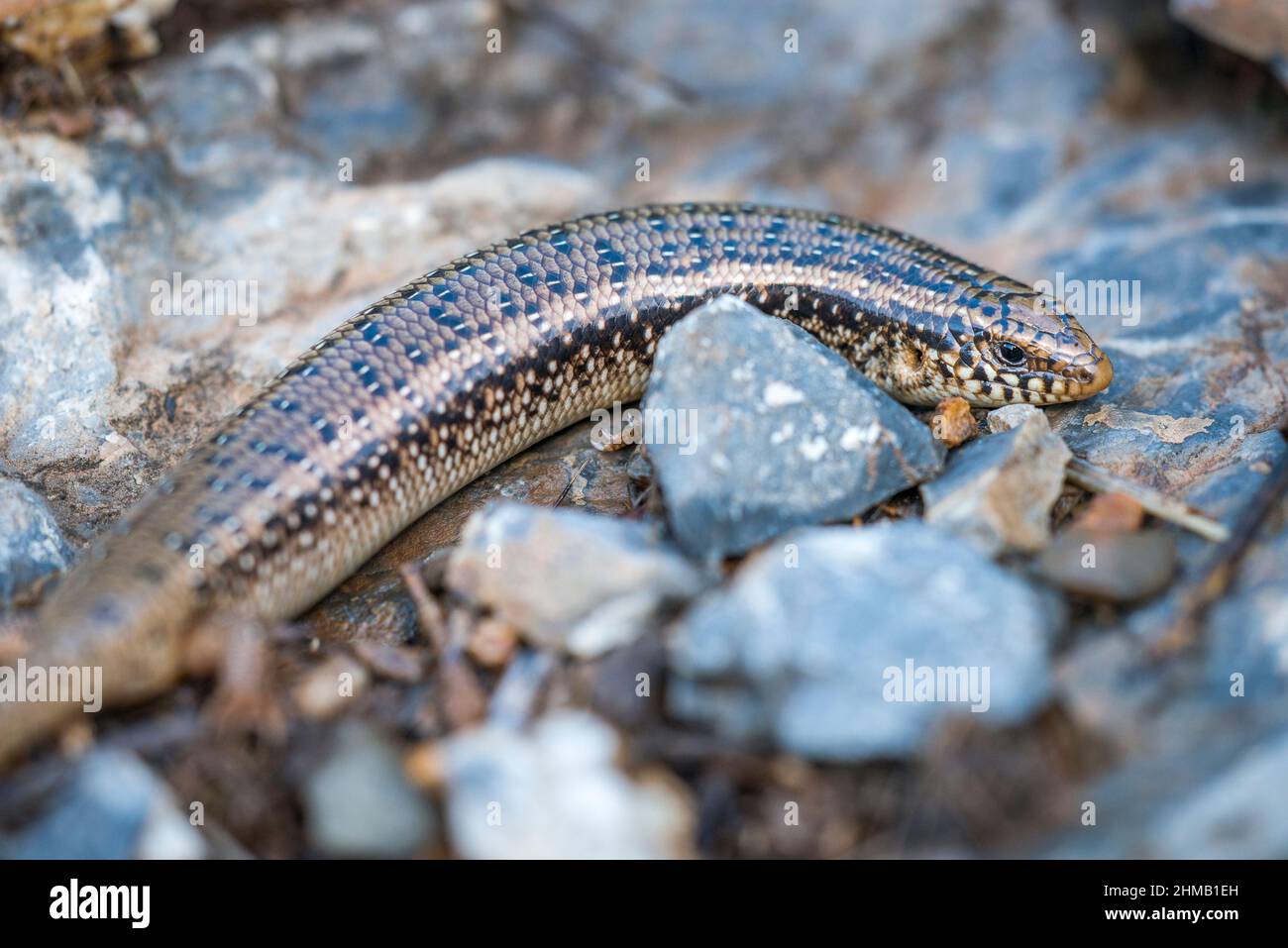 Ocellated skink (Chalcides ocellatus), female Stock Photo Alamy