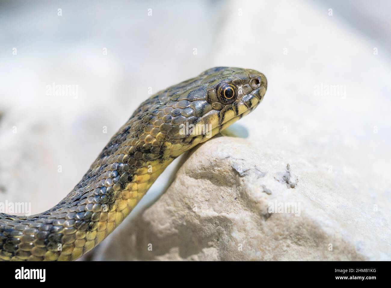 Viperine water snake or viperine snake (Natrix maura). Stock Photo