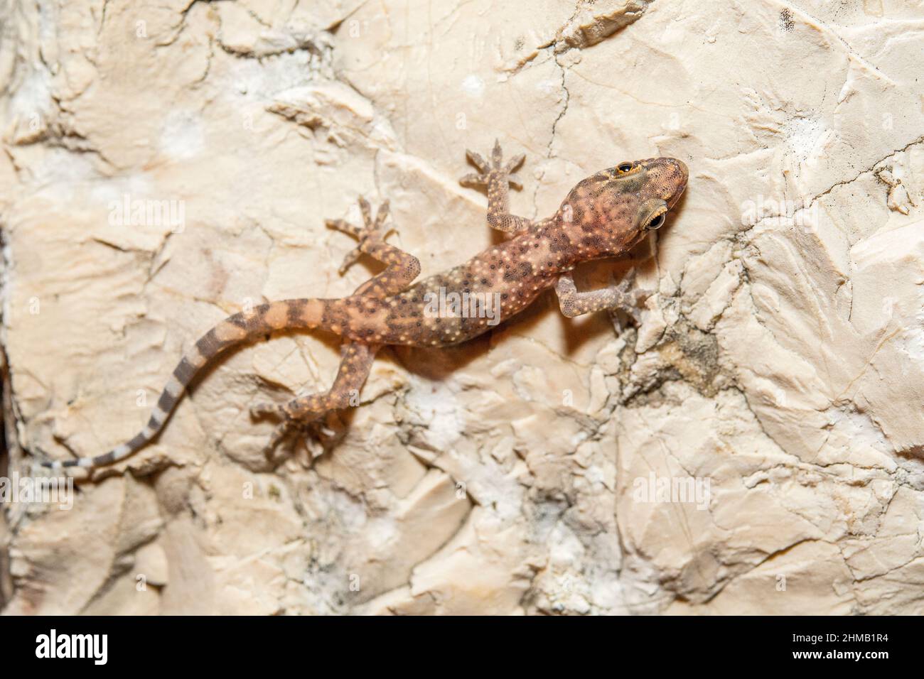 Mediterranean house gecko (Hemidactylus turcicus). Stock Photo