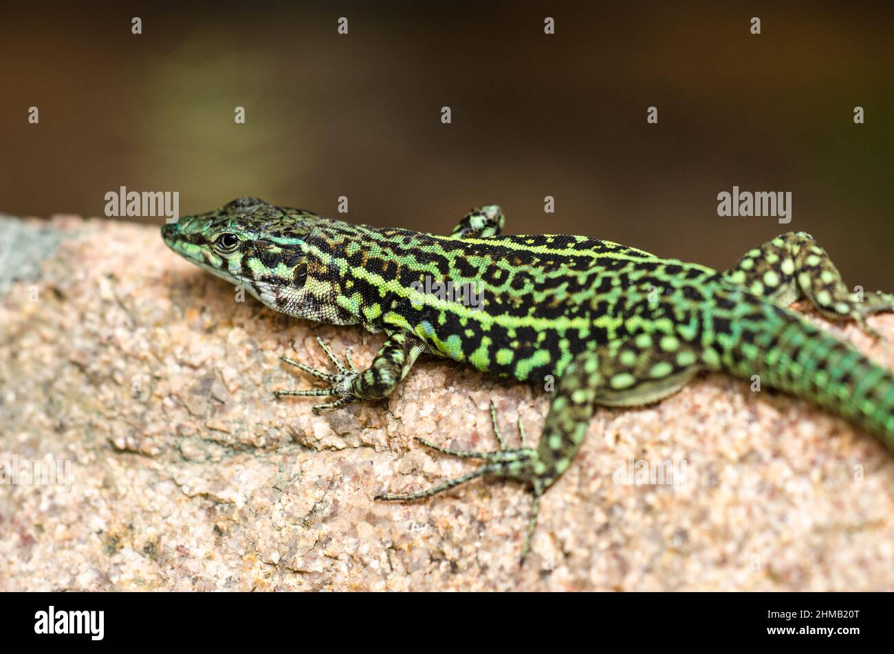 Tyrrhenian wall lizard (Podarcis tiliguerta). Stock Photo
