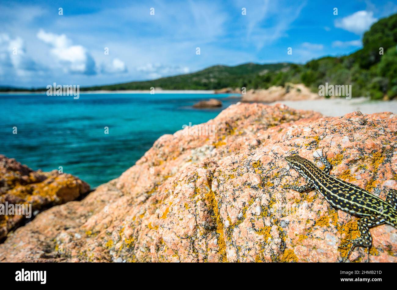 Tyrrhenian wall lizard (Podarcis tiliguerta), coastal landscape, Corsica, France. Stock Photo