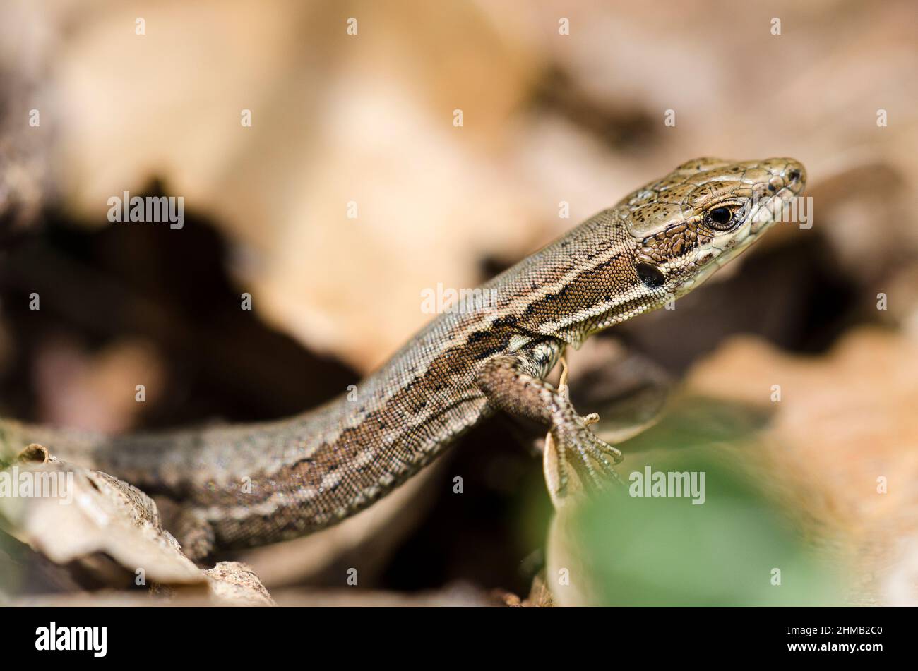 Common wall lizard (Podarcis muralis Stock Photo Alamy