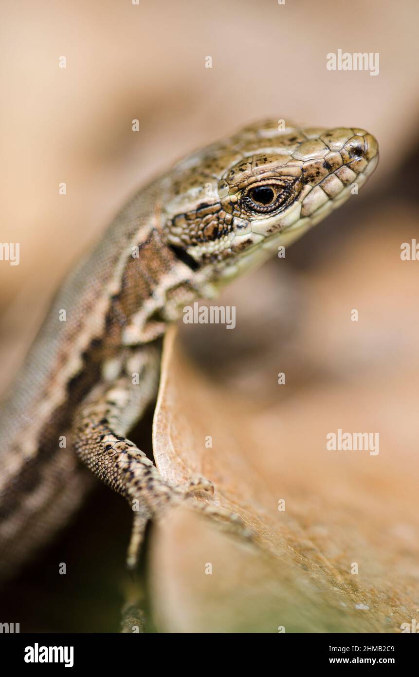 Common wall lizard (Podarcis muralis Stock Photo Alamy