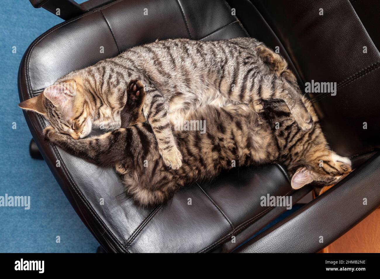 Two kittens sleeping together on a office chair Stock Photo