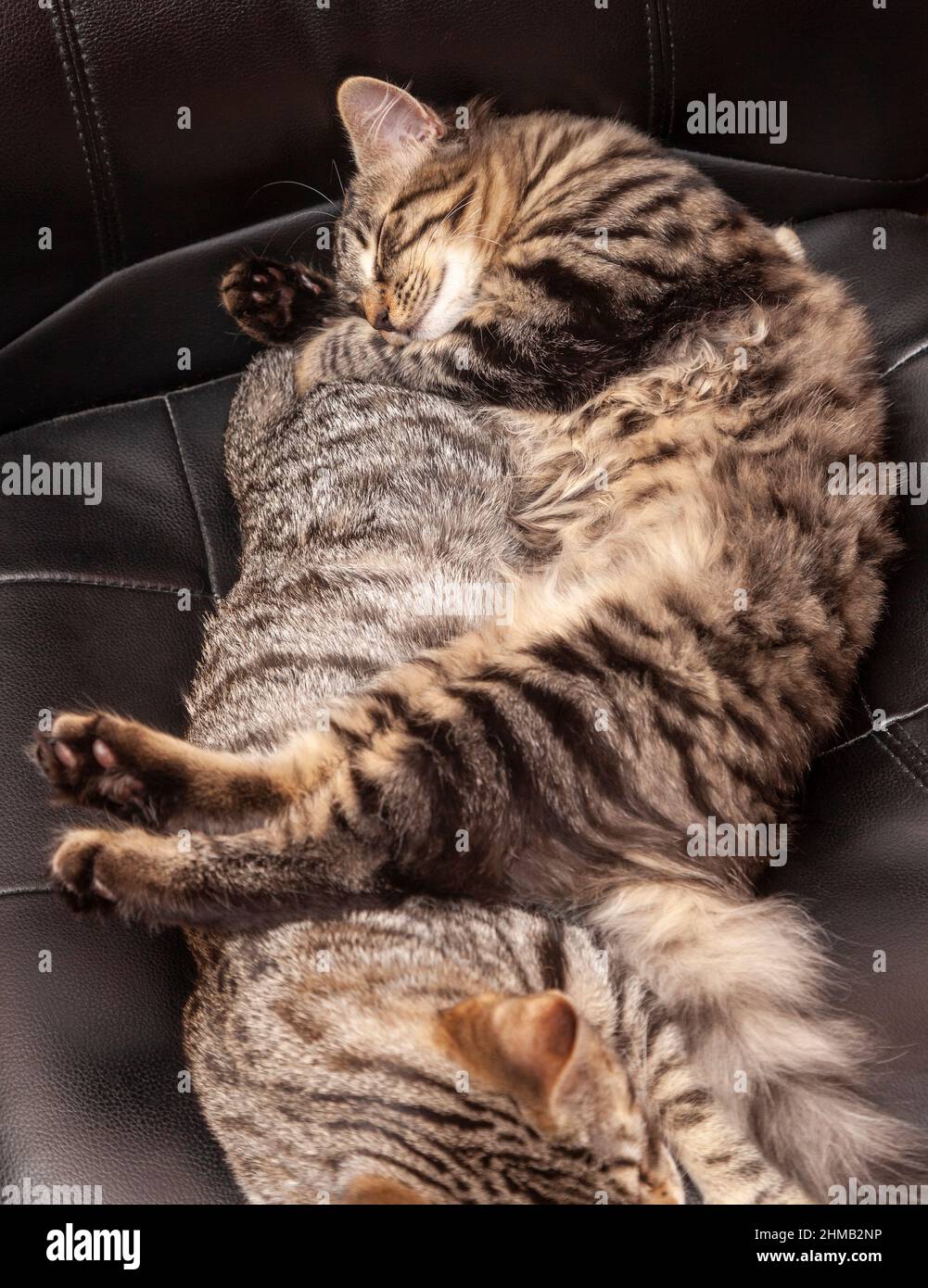 Two kittens sleeping together on a office chair Stock Photo
