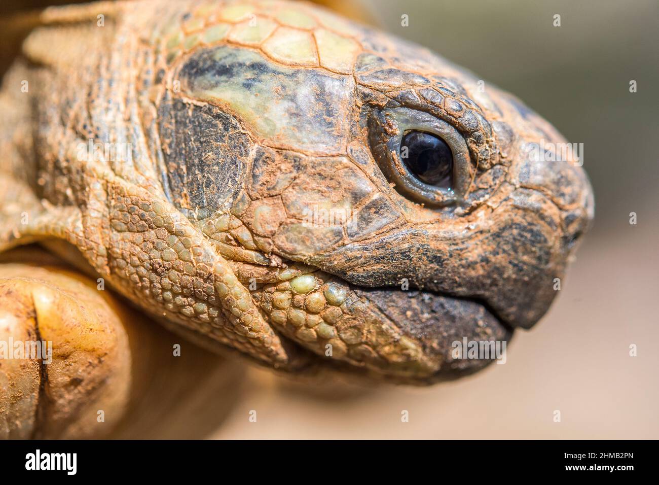 Hermann's tortoise (Testudo hermanni Stock Photo - Alamy