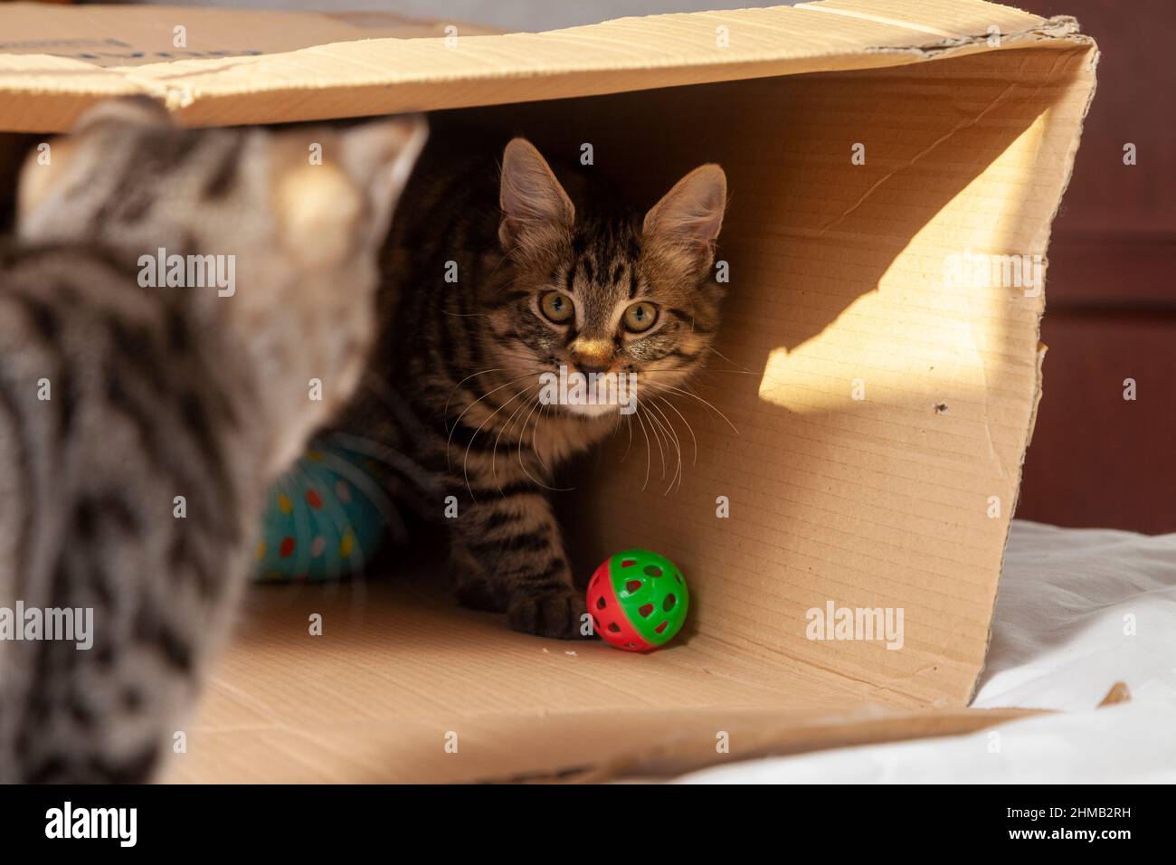 Two kittens playing inside a cardboard box Stock Photo
