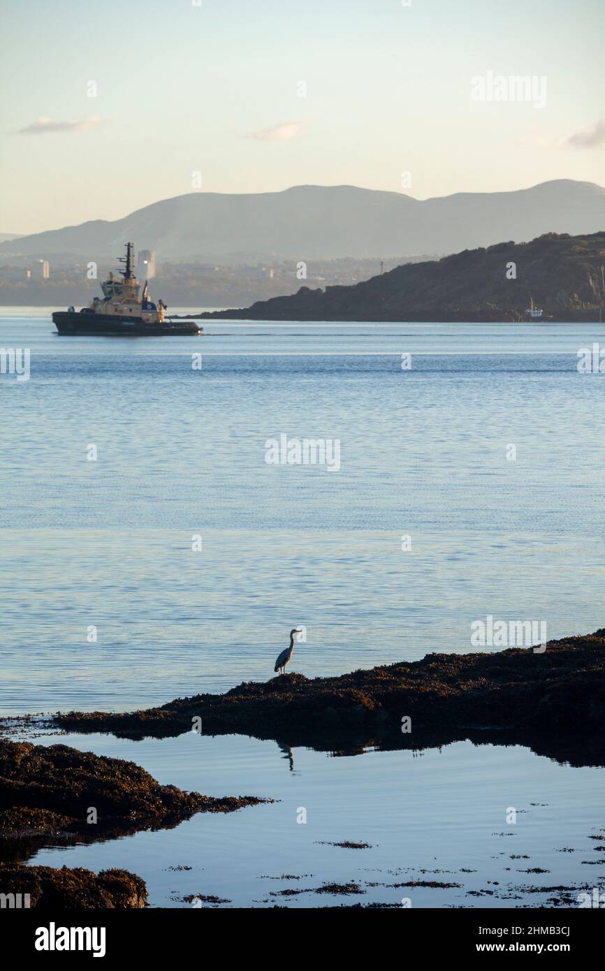 A grey Heron in the foreground with Inchcolm Island and tug boat in the distance. Stock Photo