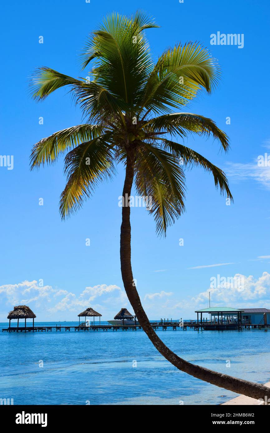 A lone palm tree with piers and palapas in the background in San Pedro ...
