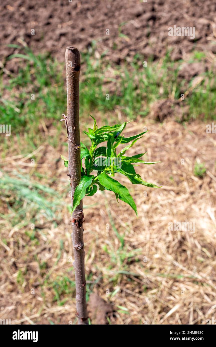 Sapling fruit tree hires stock photography and images Alamy