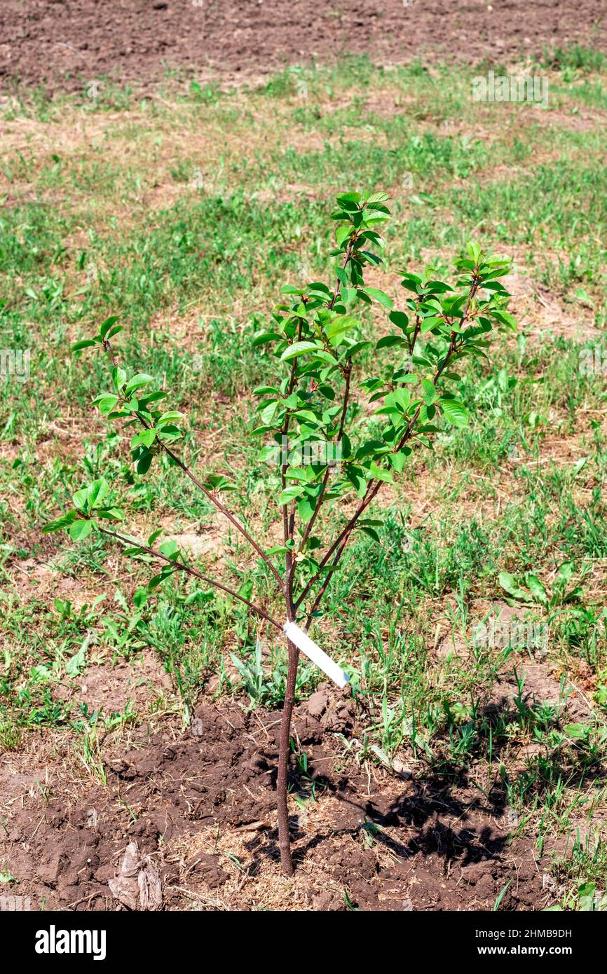 young cherry tree sapling in the garden. Planting and caring for plants in the spring. Stock Photo