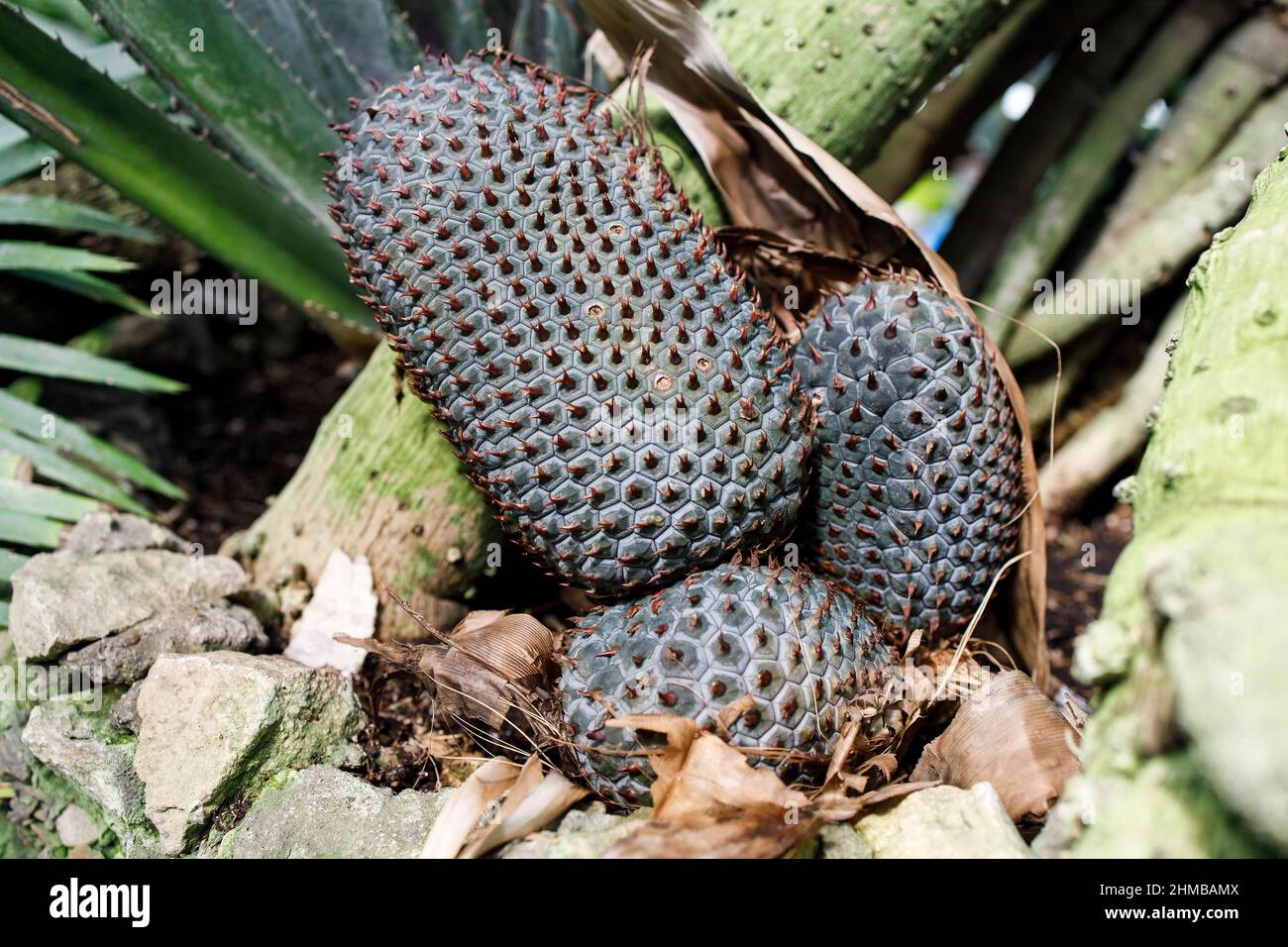 Seed of Pandanus reflexus is often referred to as a palm tree on stilts in a Moscow pharmacy garden Stock Photo