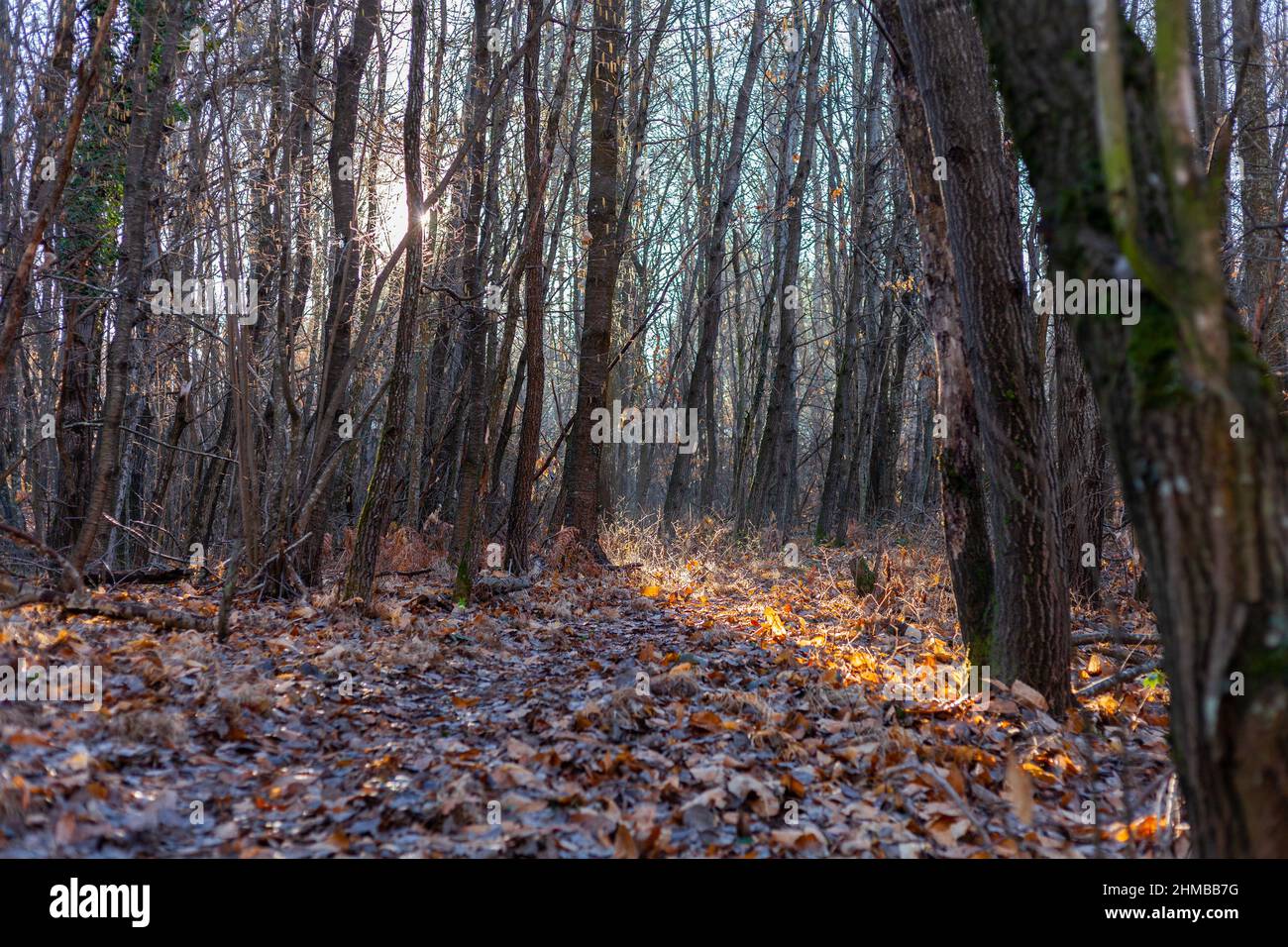 A path in the wood in early winter morning Stock Photo - Alamy