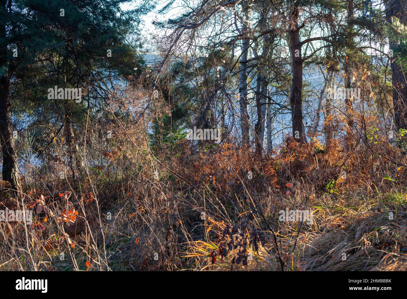 A path in the wood in early winter morning Stock Photo - Alamy