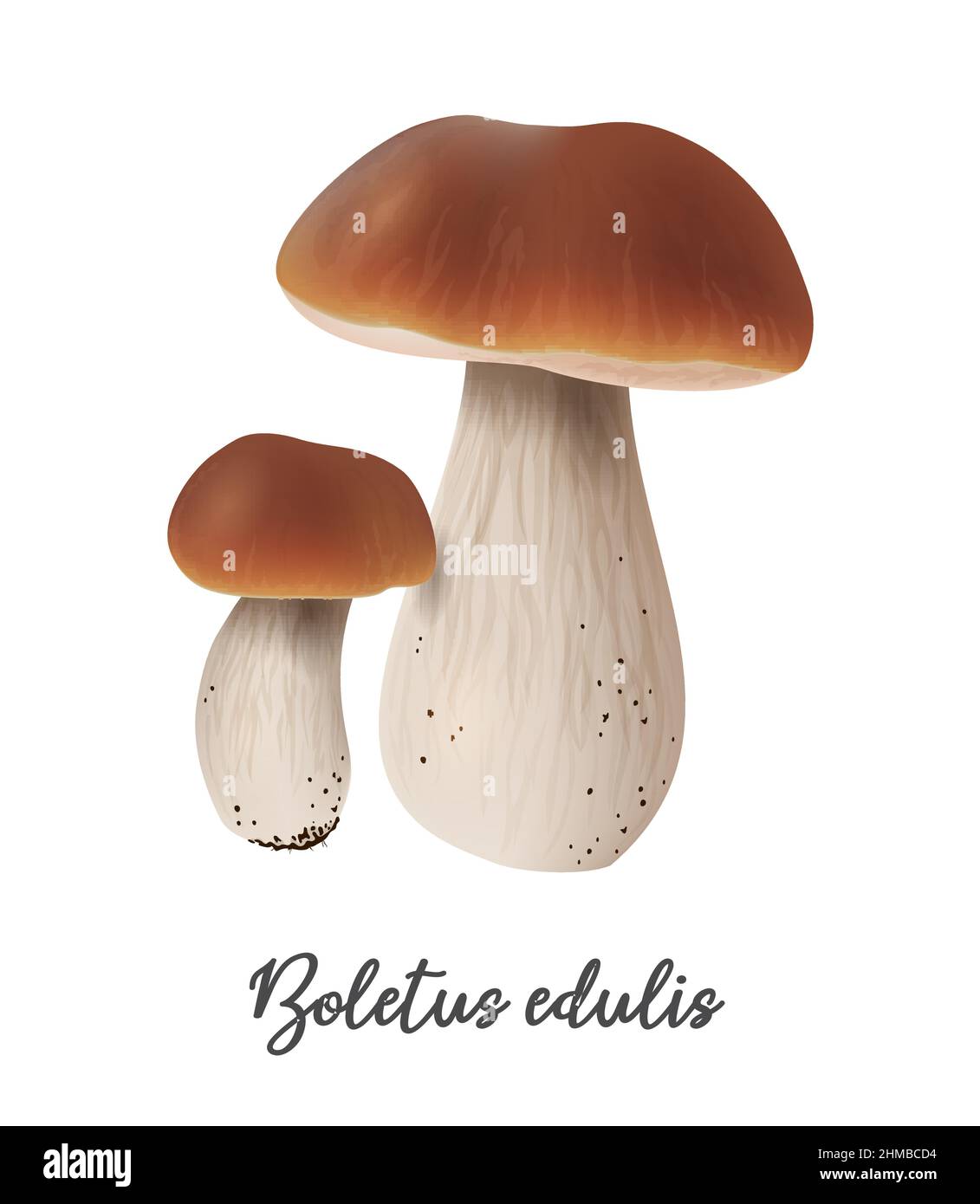 Boletus Edulis Mushroom on white background, natural food ingredient, realistic vector illustration close-up Stock Vector