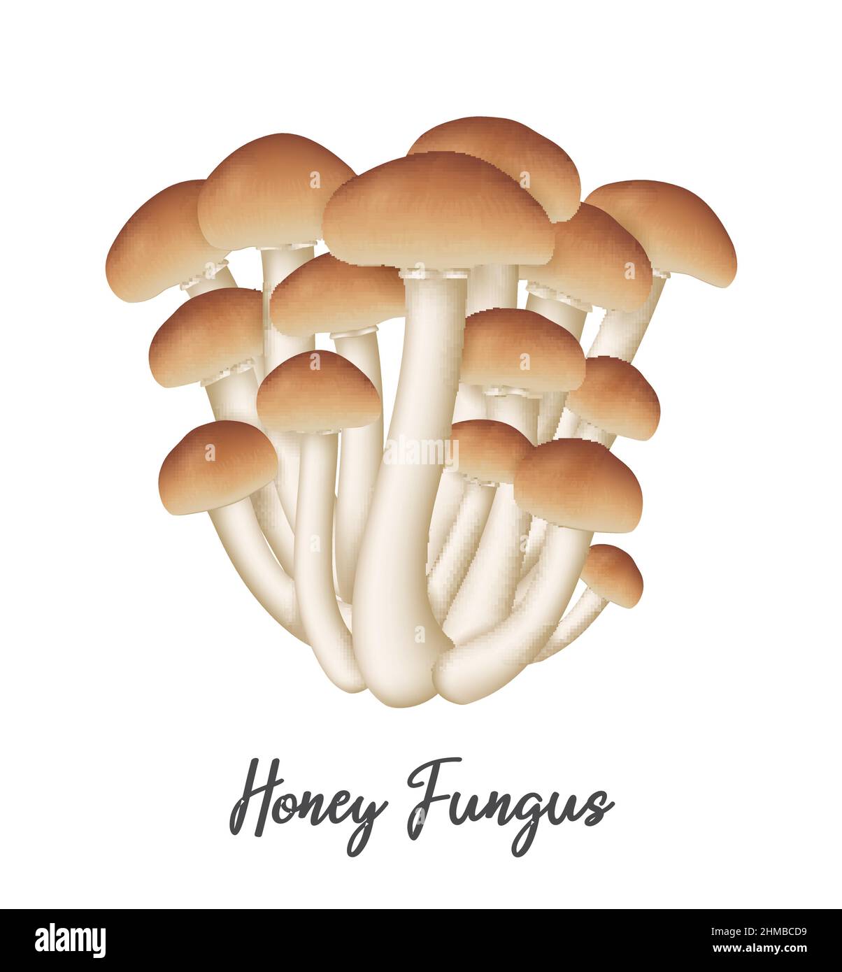 Honey Fungus Mushroom on white background, natural food ingredient, realistic vector illustration close-up Stock Vector