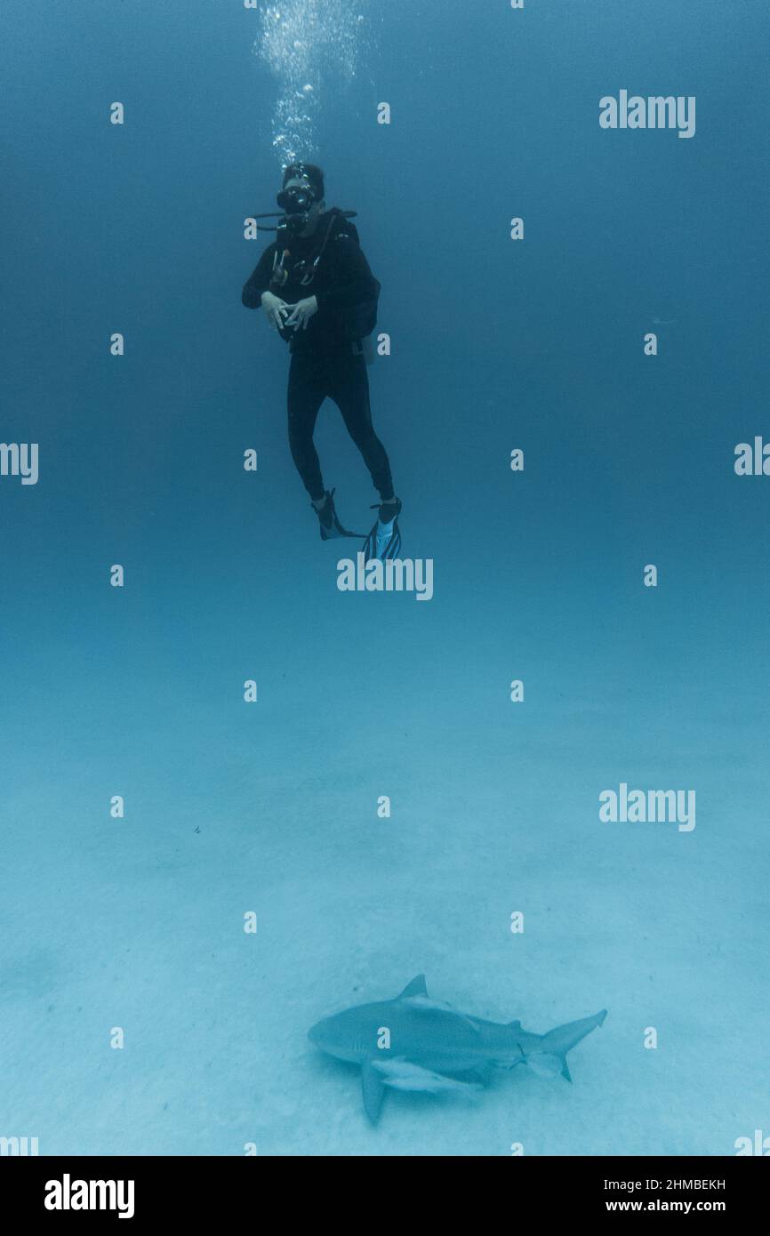 shark dive in mexico with bullshark Stock Photo