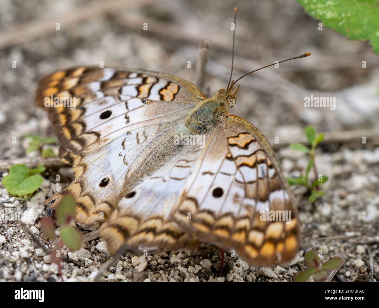 A white Peacock butterfly resting on the ground Stock Photo - Alamy