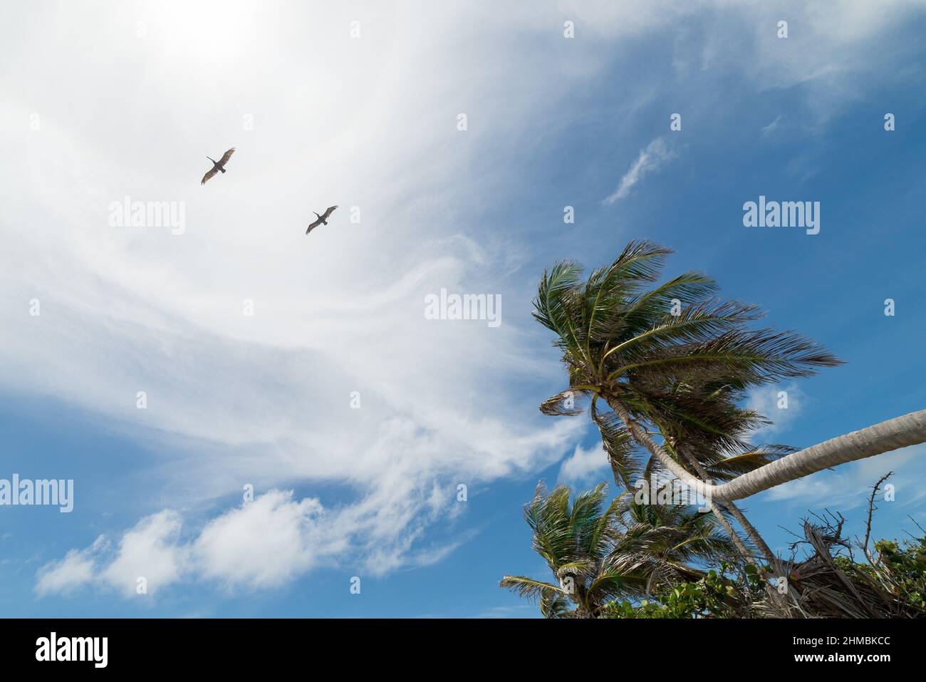 Some flying pelicans and Baie Lucas beach at Saint Martin Stock Photo