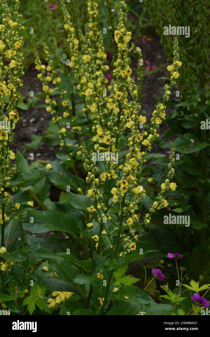 Close up of Verbascum chaixii Yellow seen in flower outdoors. Stock Photo