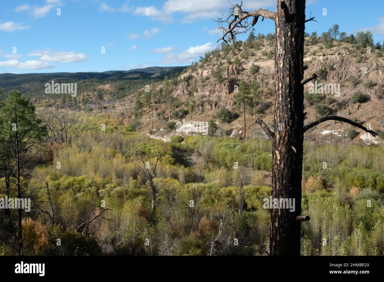 Tree damaged by forest fire, mountains view, growth after fire Stock ...