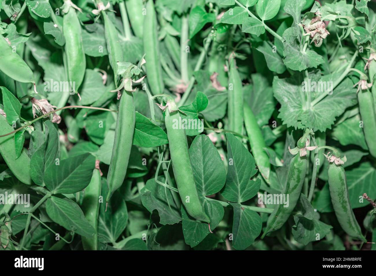 Peas grown in the garden . Green peas plantation Stock Photo Alamy