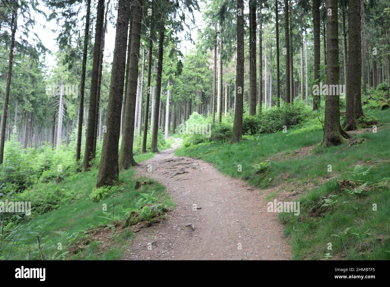 Beautiful shot pathway forest hi-res stock photography and images - Alamy