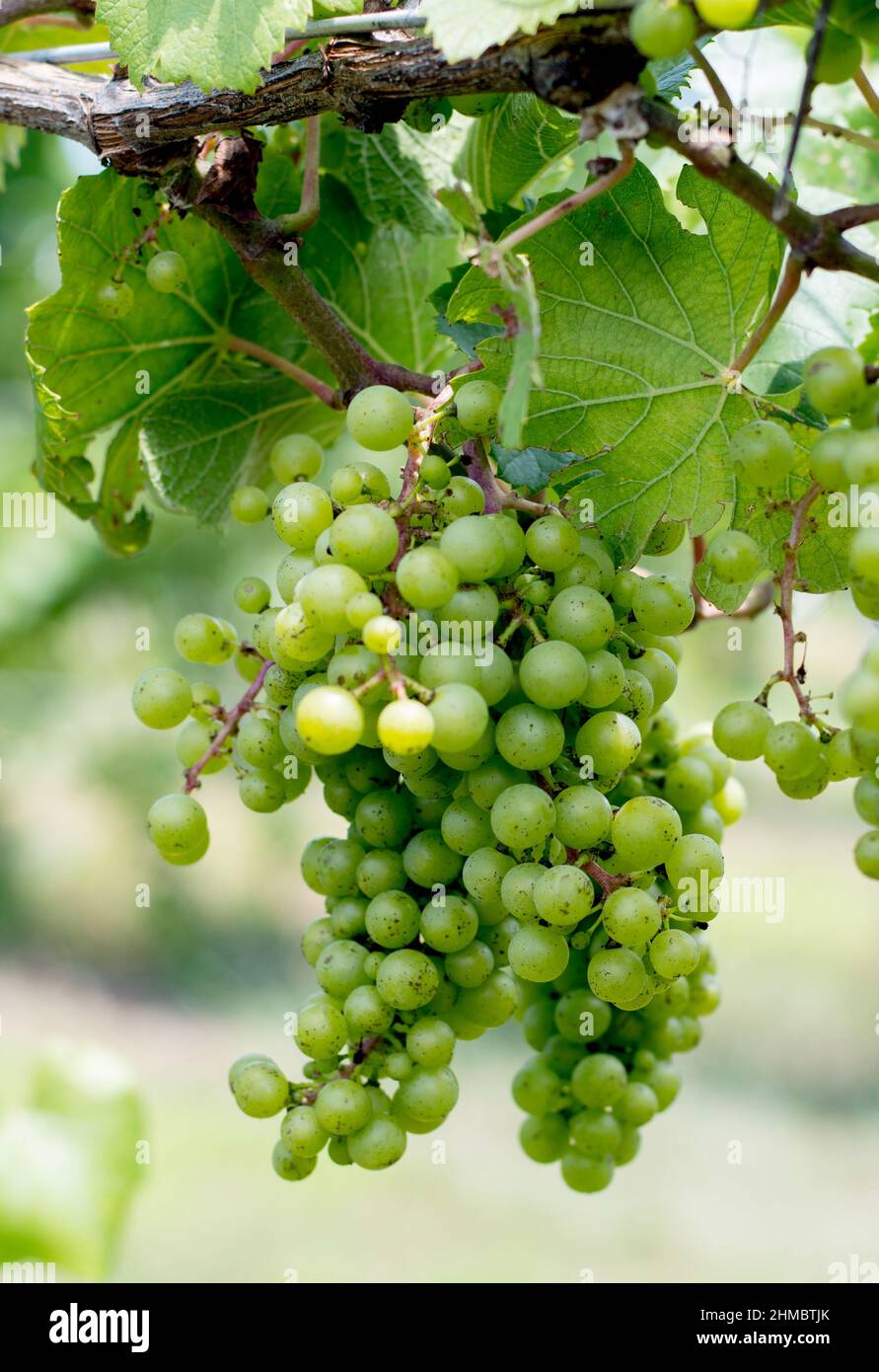 delicate grapes grow on the vine at this winery in Michigan USA Stock