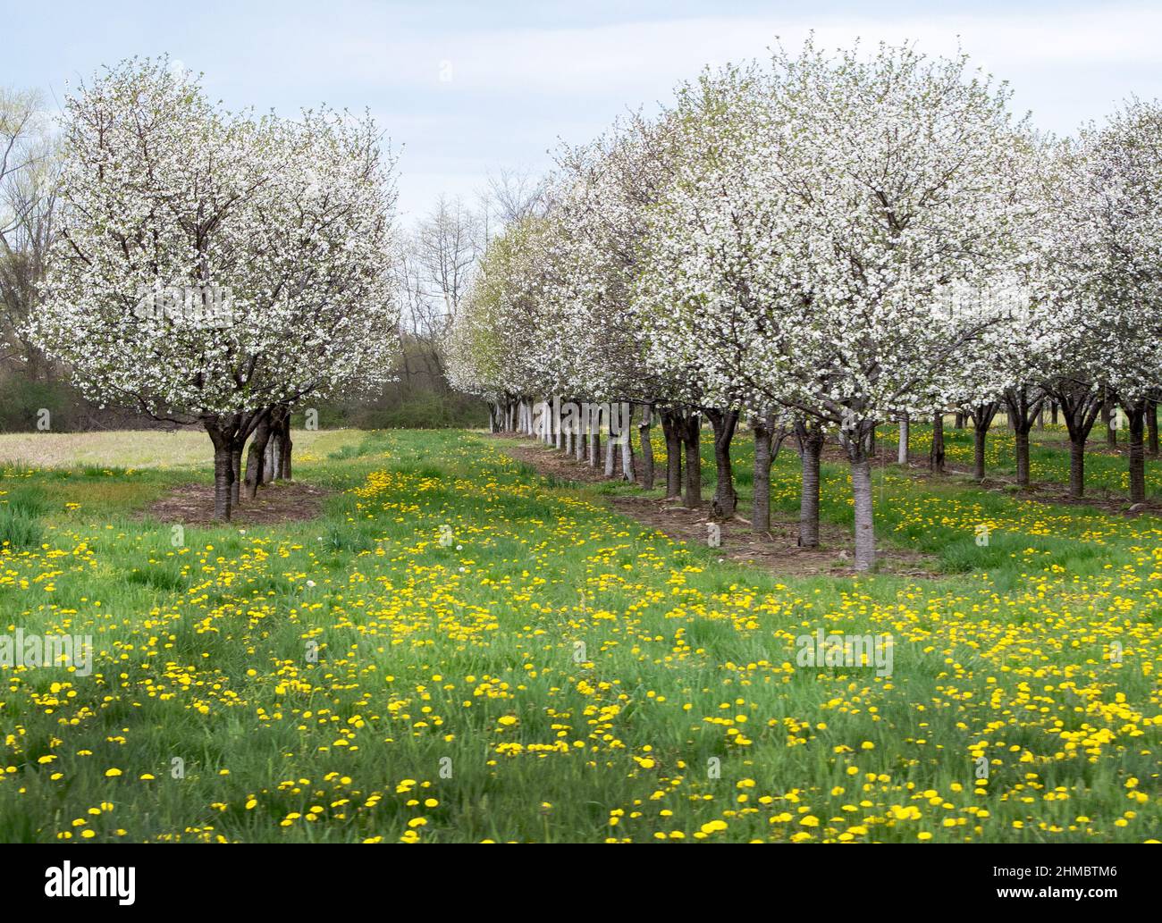 Beautiful peach trees are covered in blooms in this early spring Michigan USA fruit orchard