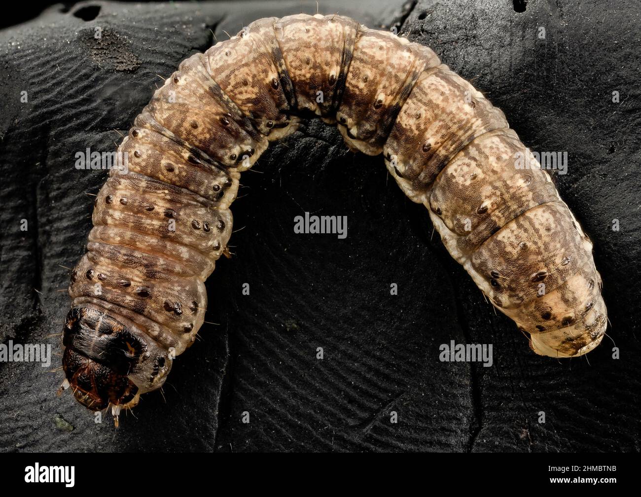 Black cutworm moth pupa Stock Photo - Alamy