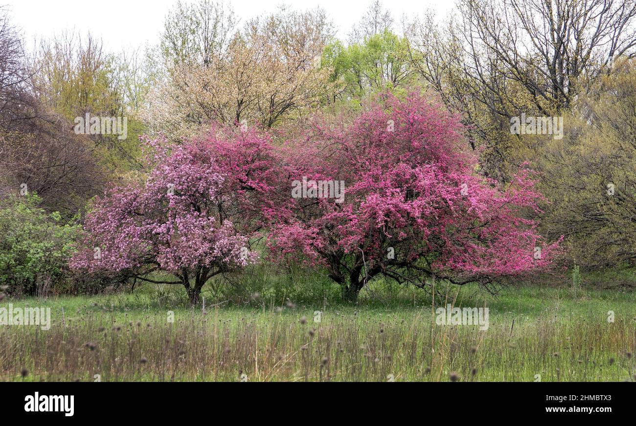 flowering trees create a riot of color in this beautiful scenic prairie land in Michigan USA. flowering cherry and crab apple are showy trees in sprin Stock Photo