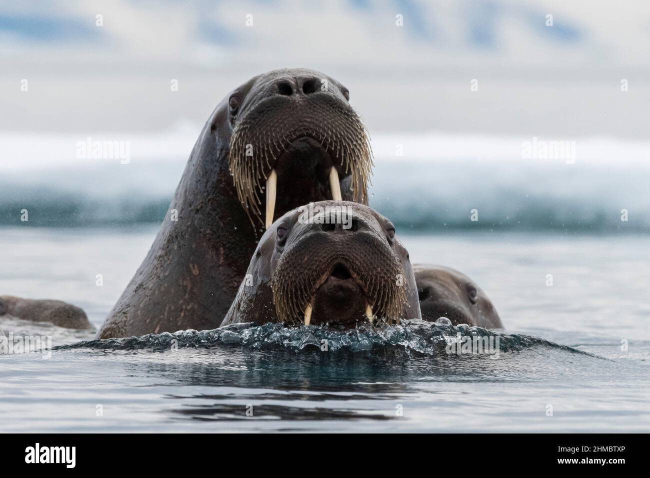Atlantic walruses in Arctic water Stock Photo Biology Diagrams