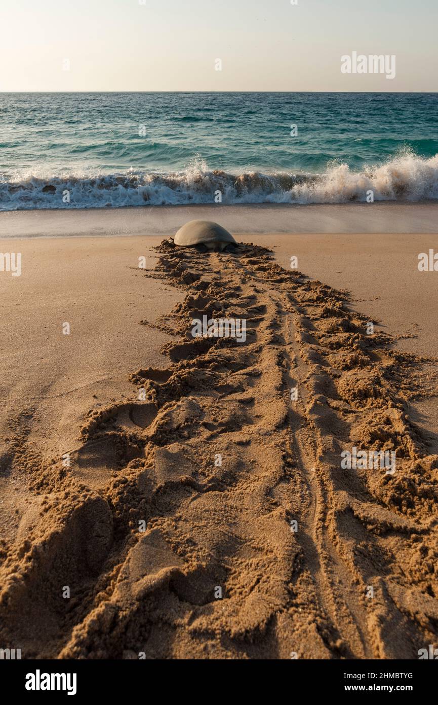 Green sea turtle returning to the sea after laying her eggs Stock Photo ...