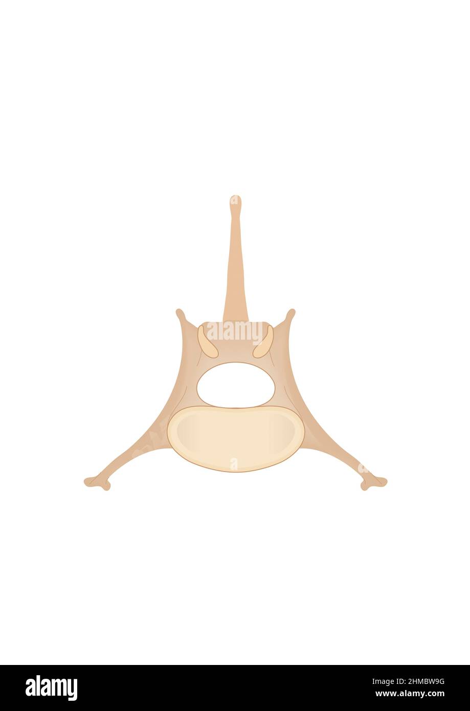 Lumbar vertebra, illustration Stock Photo Alamy