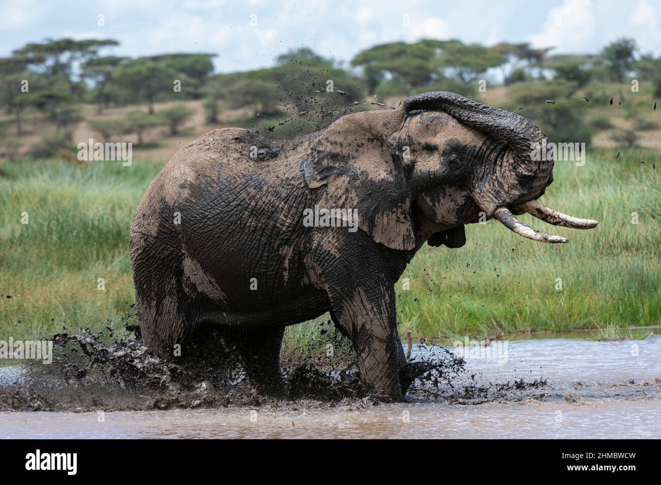 African elephant having a mud bath Stock Photo - Alamy