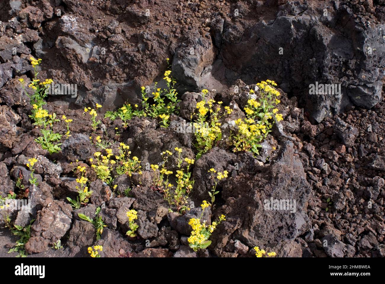 Plants in volcanic soil Stock Photo Alamy