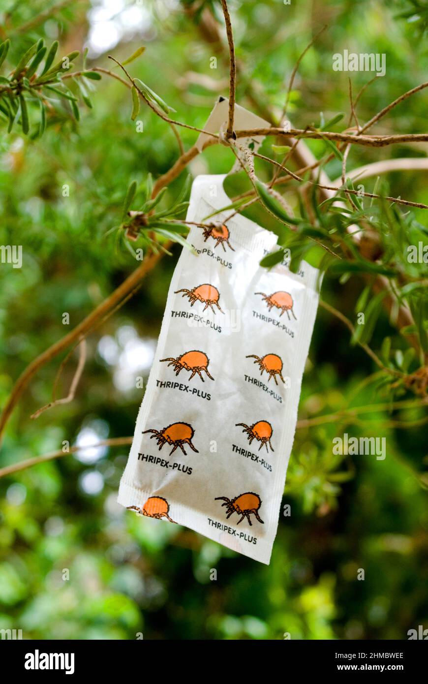 Biological control mite sachet in a tree Stock Photo Alamy
