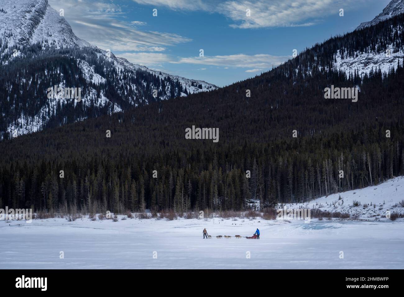 A dog sled team crossing the Spray Lakes in Peter Lougheed Provincial Park Alberta Canada Stock Photo