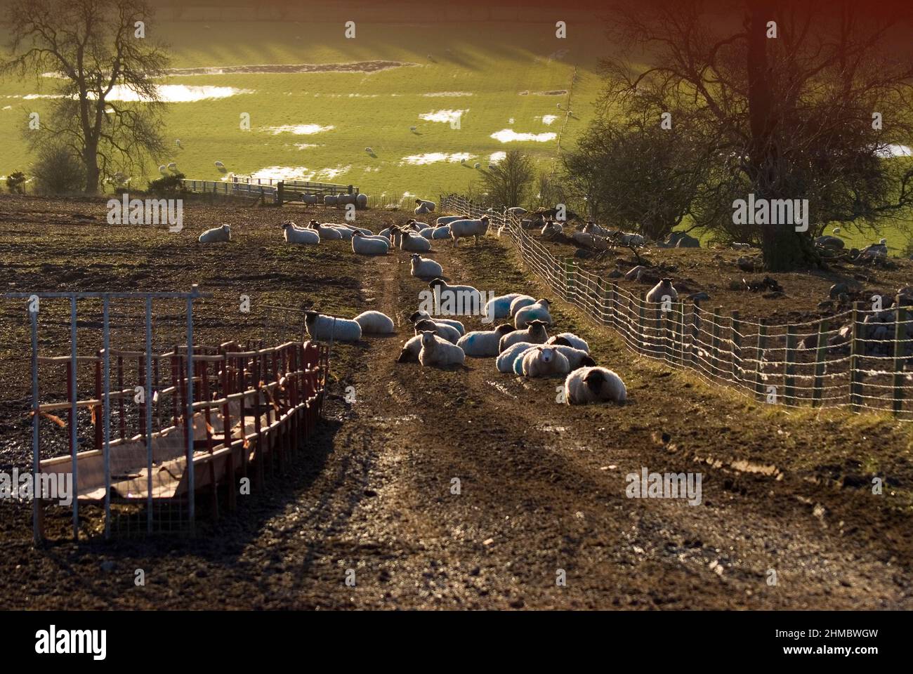 Sheep on an Eden Valley farm Stock Photo Alamy