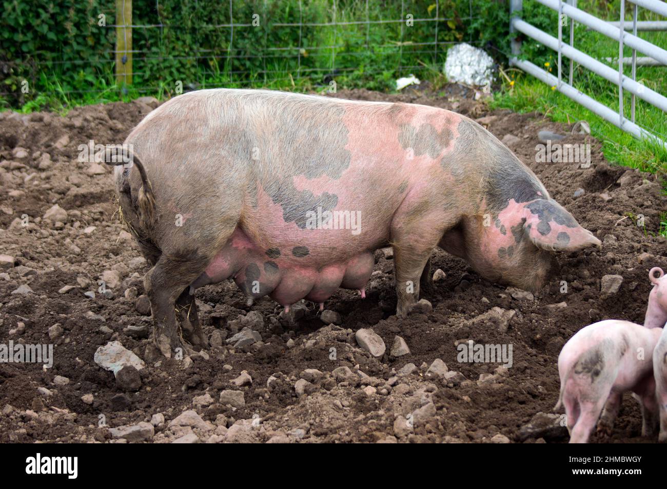 A sow in a pig pen Stock Photo Alamy