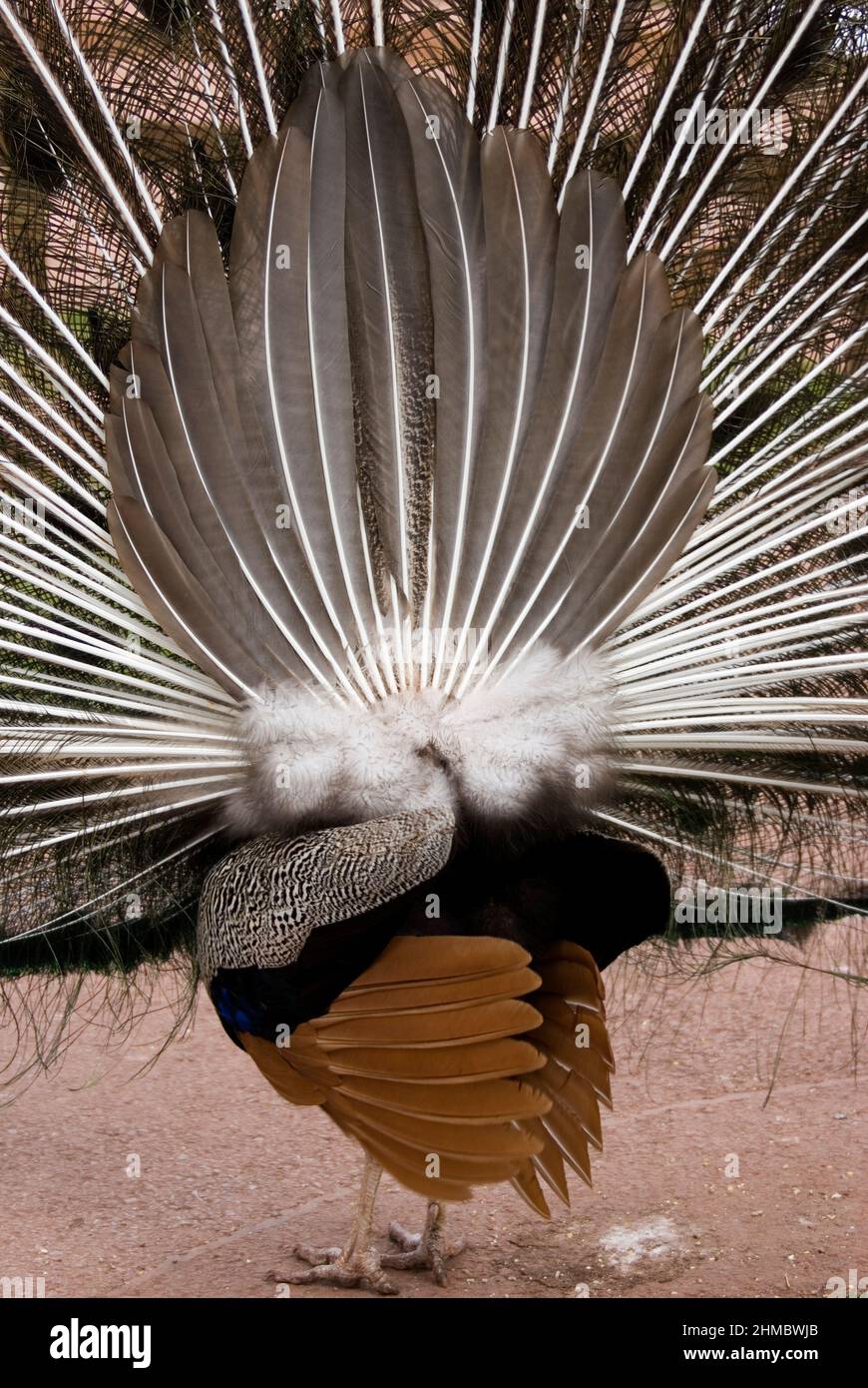 Peacock display from rear. Stock Photo