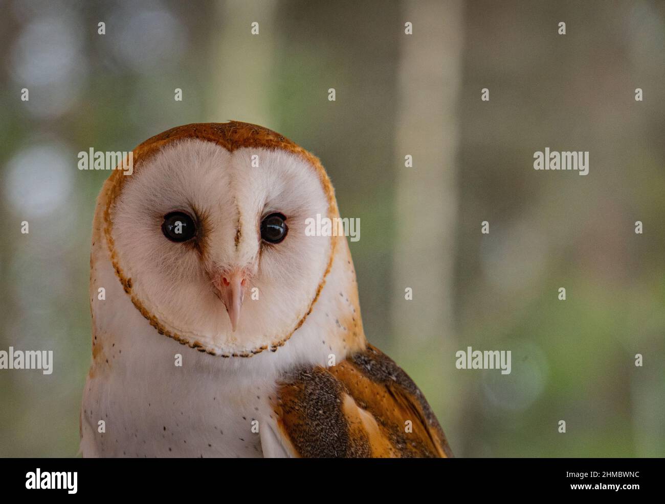 barn owl with it's heart-shaped face Stock Photo